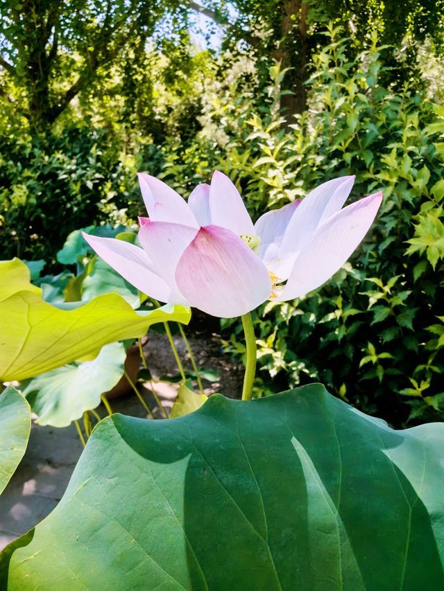 我的人生FIRST｜北京蓮花池公園賞荷