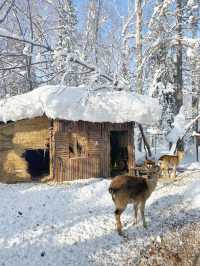 哈爾濱-雪鄉滑雪攻略：速成高手不是夢