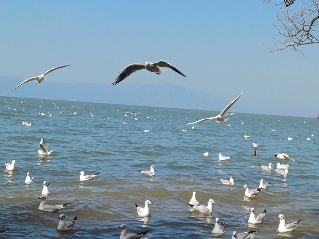 撈魚河公園——樹和鳥的樂土