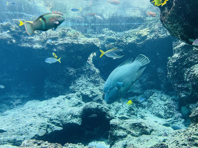 沖繩｜美麗海水族館