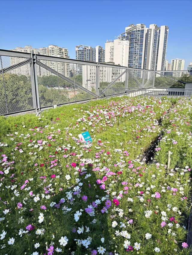 在廣州！被天台這片格桑花花海治癒了（附路線