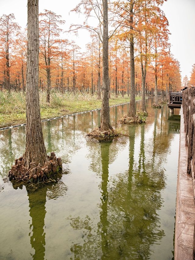 青西郊野公園池杉棧道