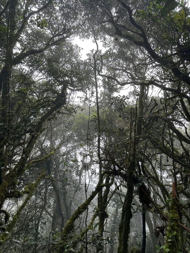 Unforgettable Adventure in Mossy Forest