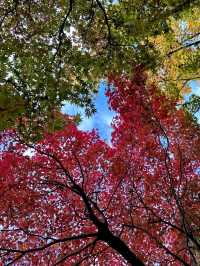 世界遺産姫路城を望む日本庭園✨紅葉を眺めながら食事！