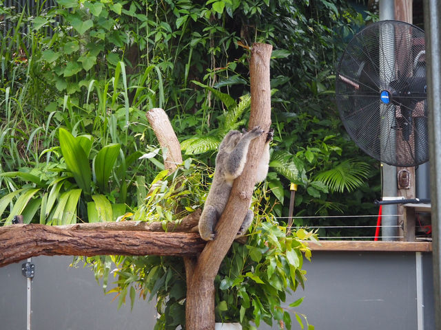 🇦🇺｜キュランダコアラガーデンズで癒しのひととき