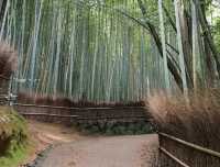 An enchanting moment at Arashiyama Bamboo Forest