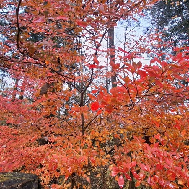 浸泡在露天溫泉，觀賞著遍山紅葉