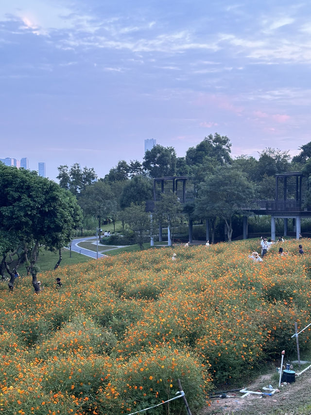 深圳10月：西麗生態公園「金燦花海」