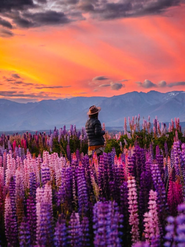 Road Trip Through New Zealand’s South Island