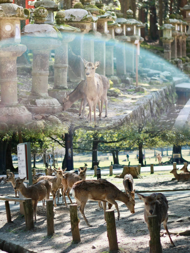 A Magical Encounter with Deer at Kasuga Taisha