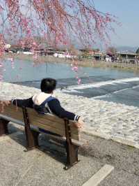  Spring Serenity Along the Katsura River