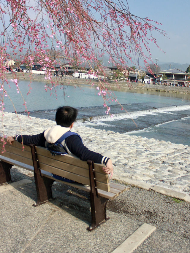  Spring Serenity Along the Katsura River