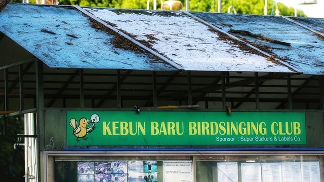 Birds telling your fortune in Singapore - Kebun Baru Birdsinging Club