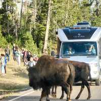 Top tips to spot wildlife in Yellowstone National Park 🦬