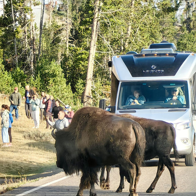 Top tips to spot wildlife in Yellowstone National Park 🦬