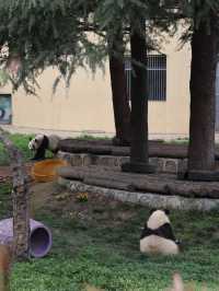 陝西丨西安秦嶺野生動物園看攻略