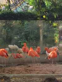 上海動物園從沒讓我失望過