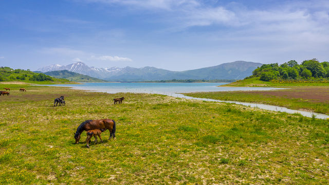 麗江拉市海茶馬古道