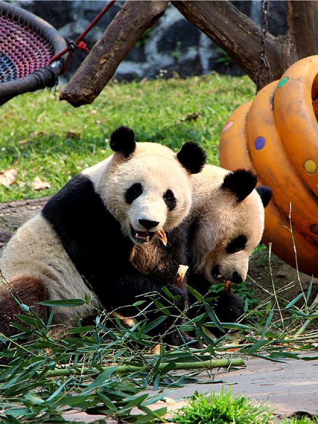 🎢🐼 Explore Chengdu: Pandas & Playgrounds 🎠🐋