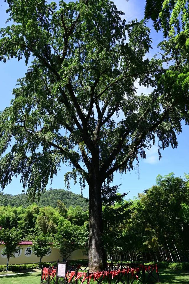 巢湖東庵森林公園