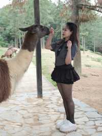 在雲南野生動物園拍到人生照片，真的不是非洲