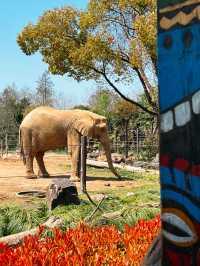 與動物的約會｜上海野生動物園。