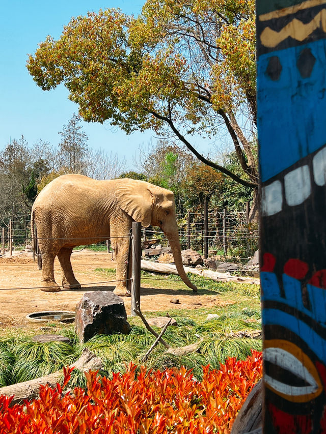 與動物的約會｜上海野生動物園。