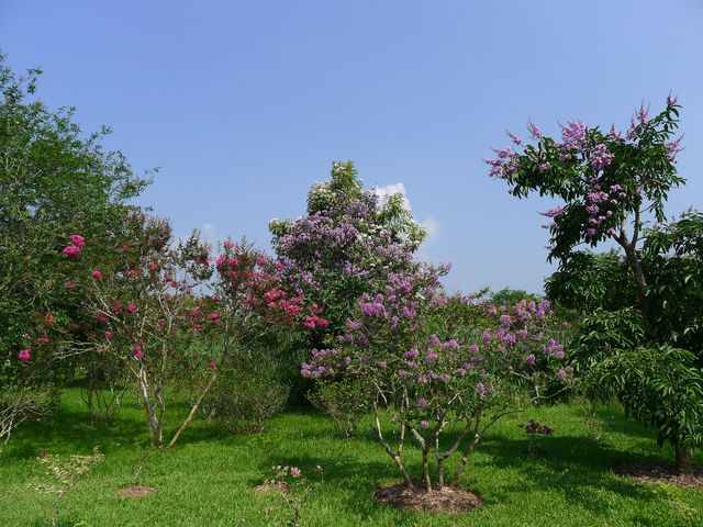 景洪·熱帶植物園西區——園藝的巔峰之作。