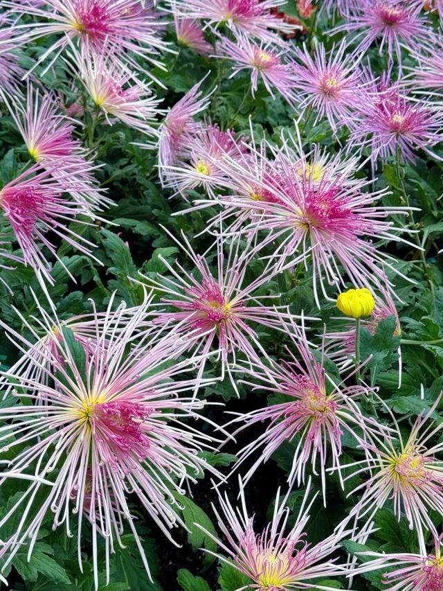 成都人民公園一年一度的菊花展開始了。