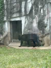 多次遊覽廣州動物園，為您總結的詳盡攻略來啦