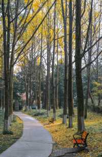 中山植物園紅楓崗，紅橙黃綠正美