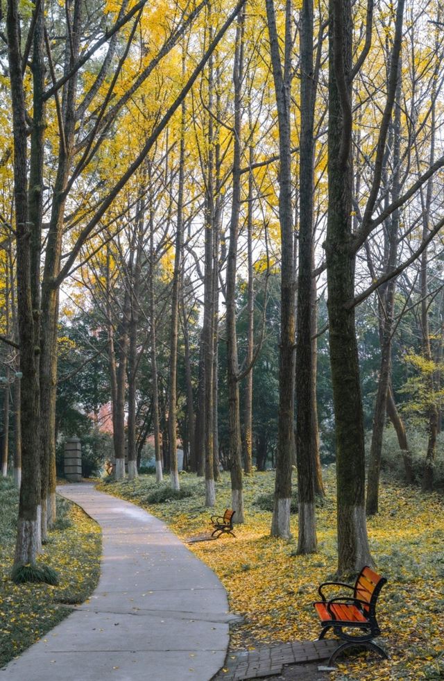 中山植物園紅楓崗，紅橙黃綠正美