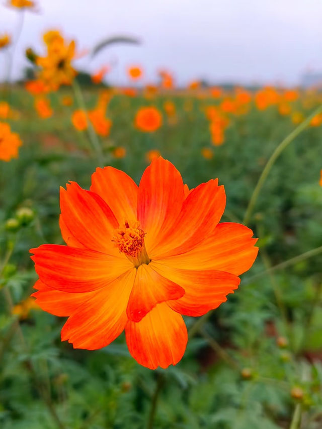 義烏植物園一日遊，格桑花海超上鏡