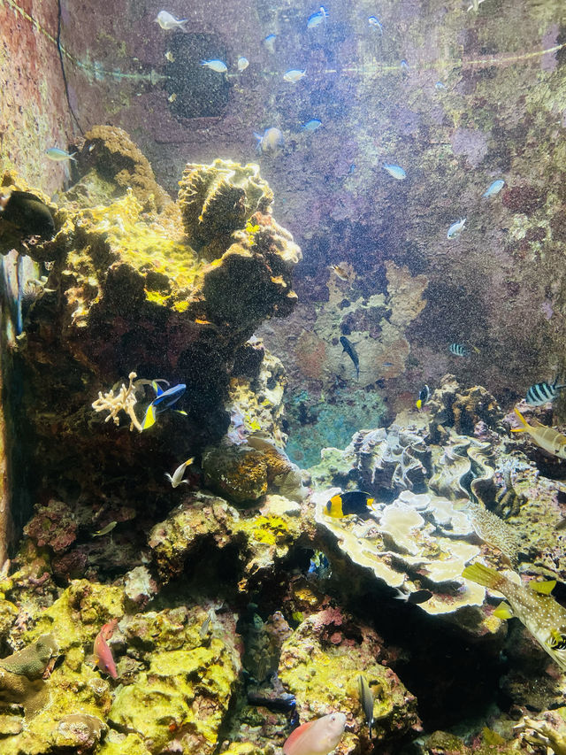 沖繩｜美麗海水族館