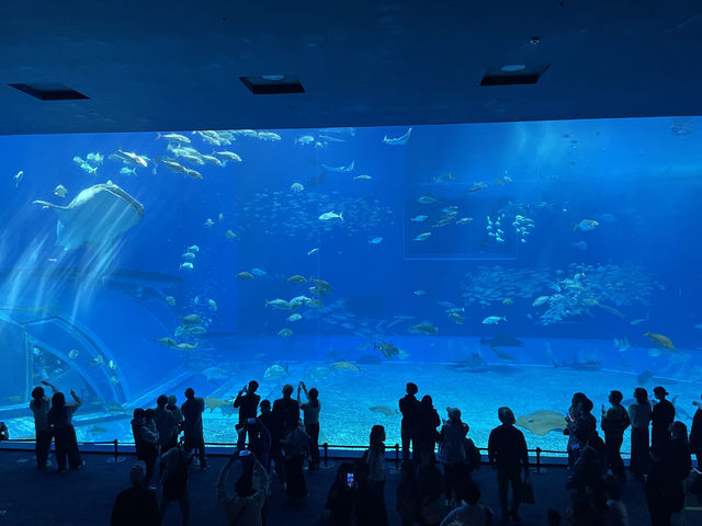 沖繩｜美麗海水族館