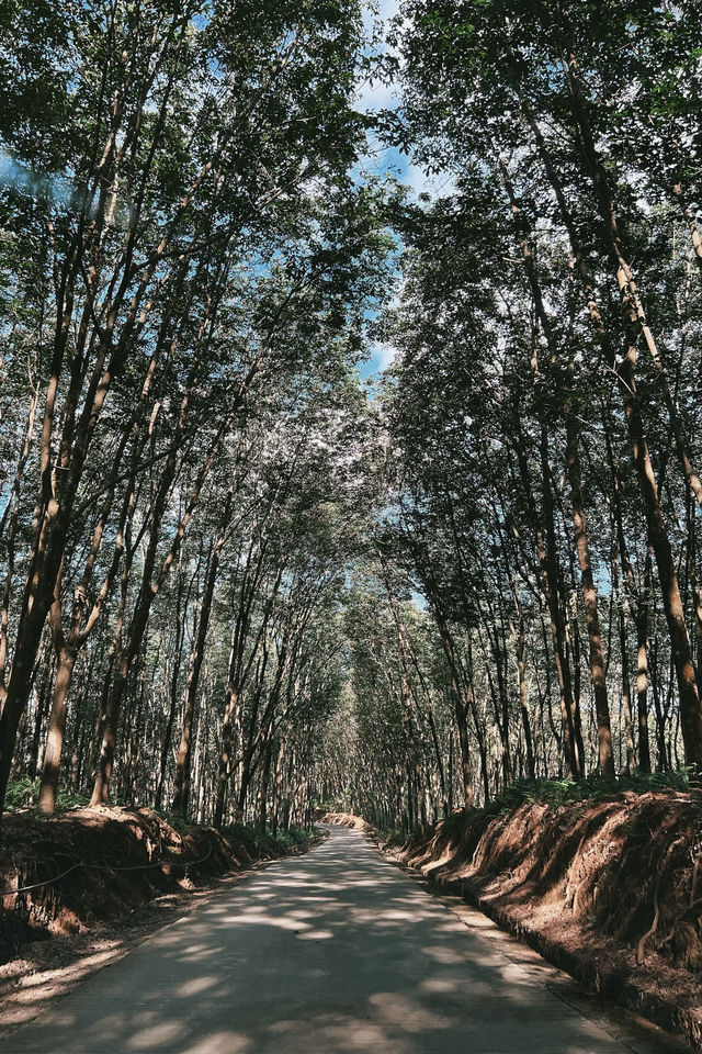 躲進版納的茶山上║住進自然與藝術裡