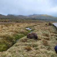 breathtaking view of Cradle Mountain