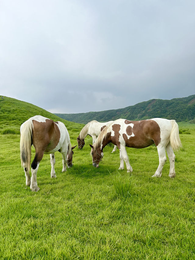 【熊本観光】阿蘇の草千里ヶ浜の放牧タイム🐴