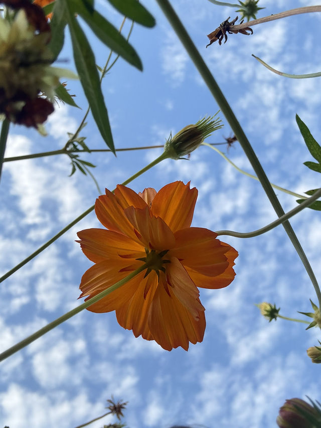 深圳10月：西麗生態公園「金燦花海」