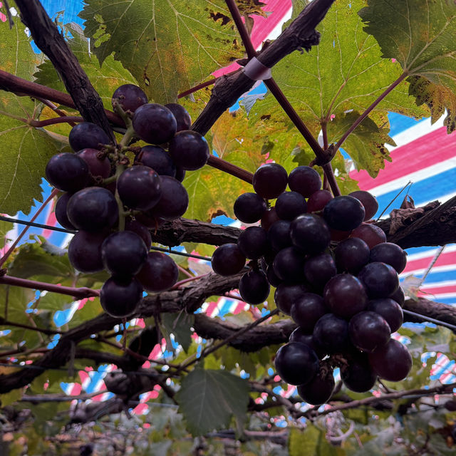 Grape picking with afternoon tea