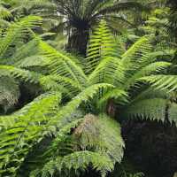 Great Otway National Park, Victoria