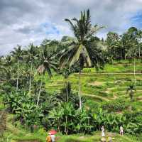 Bali Rice Terraces