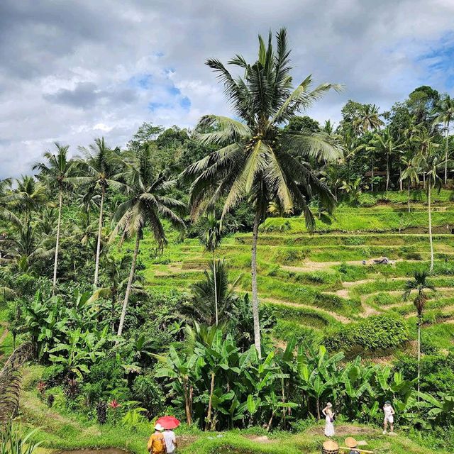 Bali Rice Terraces