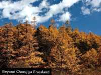 Best Autumn Viewing Experience 3/3 [Beyond Chonggu Grassland, Yading Nature Reserve]