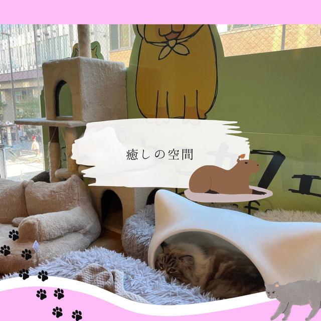 【吉祥寺】カピバラ＆猫と遊べる！？ユニークなカフェ