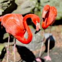 Izu Shaboten Zoo 🇯🇵