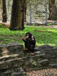 廣州動物園暢玩秘籍來啦