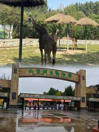 《野性的呼喚：北京野生動物園探祕之旅》。