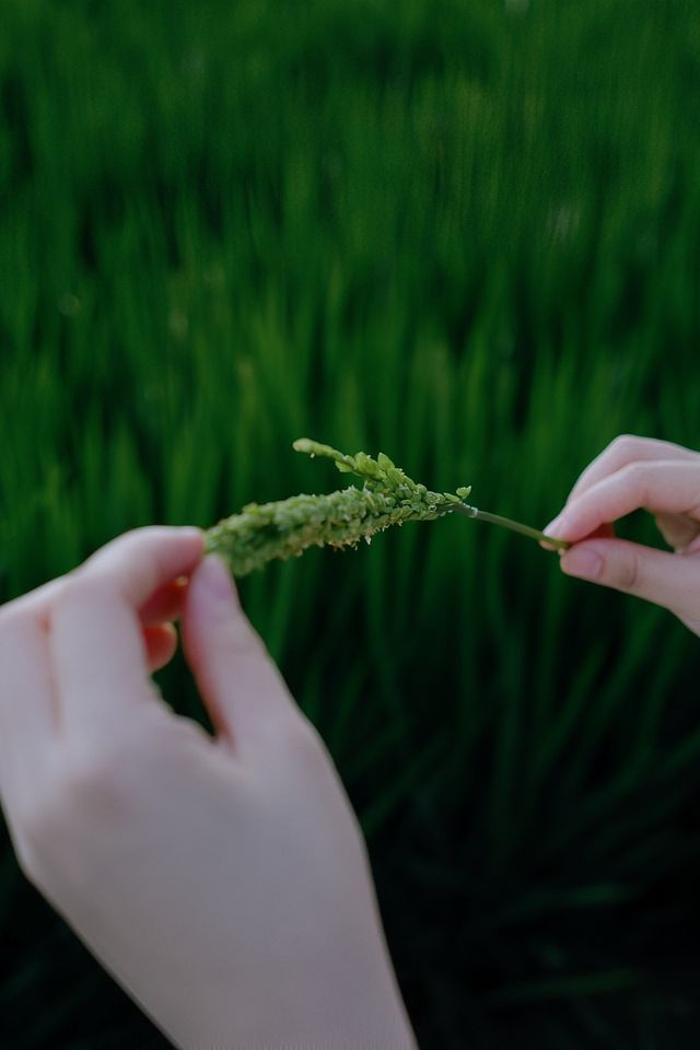 上海1小時｜躲進青山周平設計的民宿度週末。