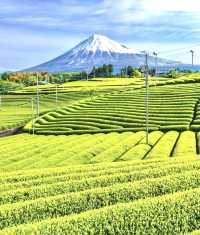 靜岡茶香，綠意悠然的日本之旅